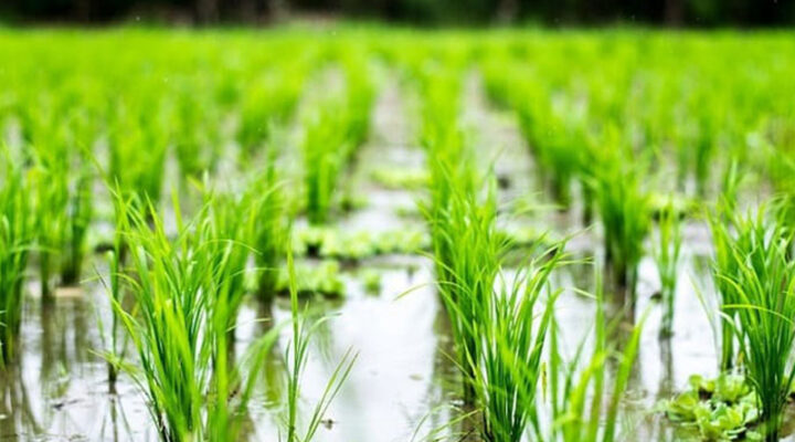 جوانه دار کردن بذر برنج